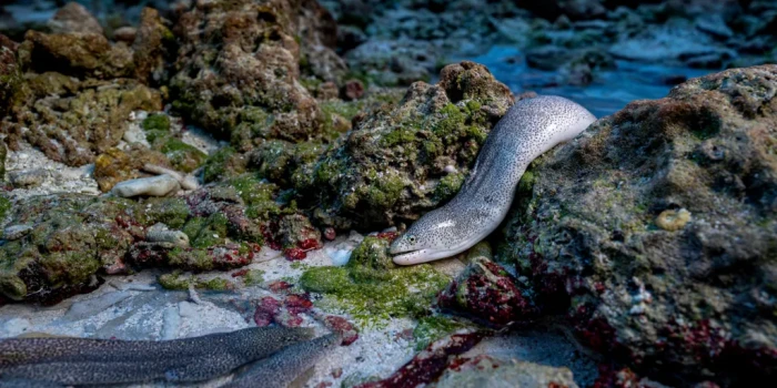 ԹԱՆԳԱՐՈՒԹՅՈՒՆ. «ԲՆՈՒԹՅԱՆ ԼՈՒՍԱՆԿԱՐԱԳՐՈՒԹՅԱՆ ՀԱՂԹՈՂՆԵՐԸ 2025...