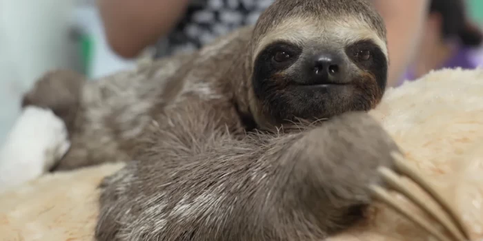 Ամազոնի անտառը կրճատվում է ճանապարհի կառուցման համար՝ COP30...