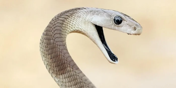 Անհամեմատելի վիրուսազերծող հակամիջոց՝ ստեղծված մարդու արյուն...