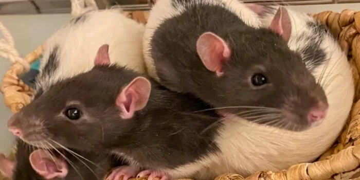 ԳԻՏՆԱԿԱՆՆԵՐԸ հայտնաբերել են ուղեղի «մղոնաչափը»