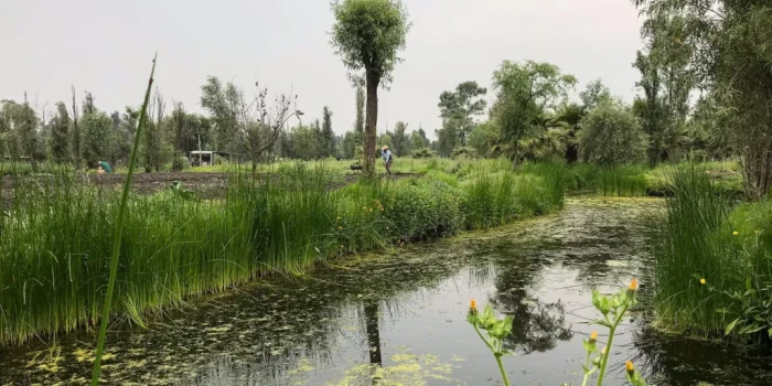 Աքսոլոտլների վայրի բնություն վերադառնալը հույս է տալիս հազվա...