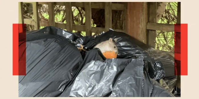 Ռատմագեդոն․ ինչու՞ են առնետները հեղեղում քաղաքները