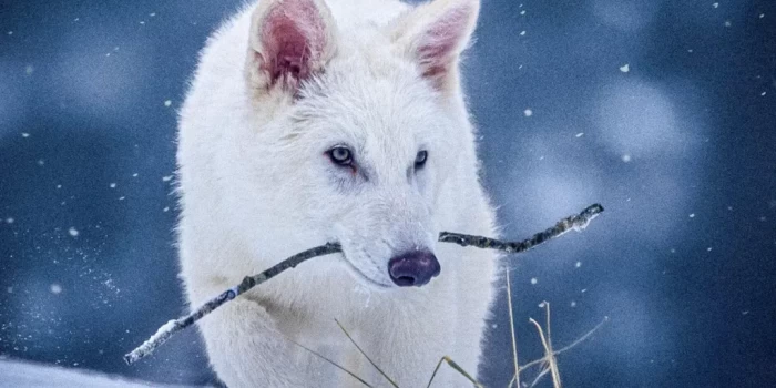 Փորձագետները վիճում են «դաժան գայլի» վերածննդի վերաբերյալ պն...