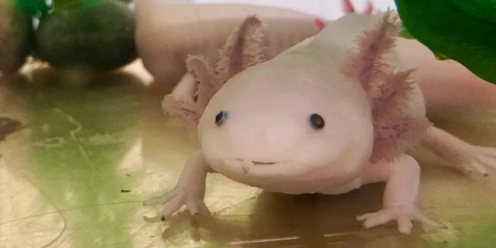 Աքսոլոտլների վայրի բնություն վերադառնալը հույս է տալիս հազվա...