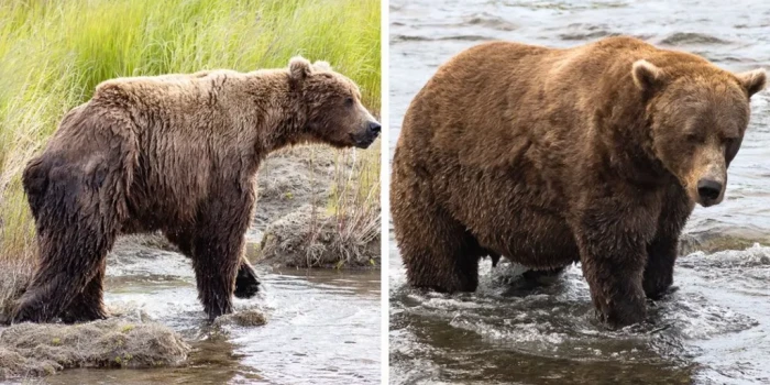 ՇԱՏ ԳԻԼԲԵՐԻ ՎԵՐԻՆԱՐՈՒՅԹ ՀԱՂԹԵԼ Է «Fat Bear Week»-Ը՝ ՎԱՏՎԱԾ Հ...