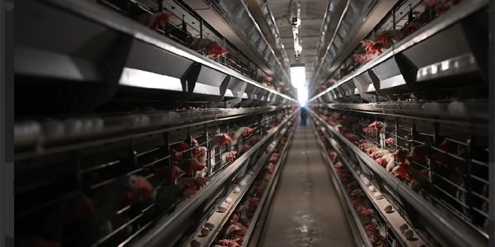 🎥 «Արզնի» թռչնաֆաբրիկան հյուրընկալել է ՄԱԿ-ի Պարենի համաշխա...