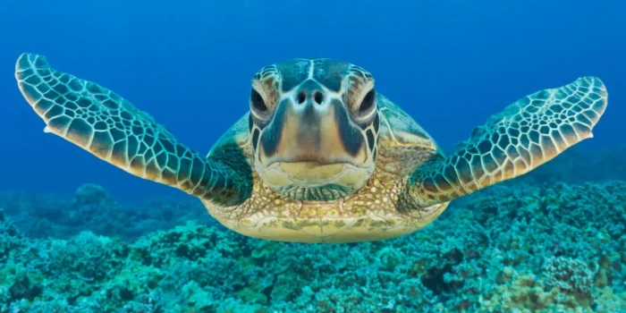 Կանաչ կրիան հաղթահարեց ոչնչացման եզրից․ մեծ ձեռքբերում բնապա...