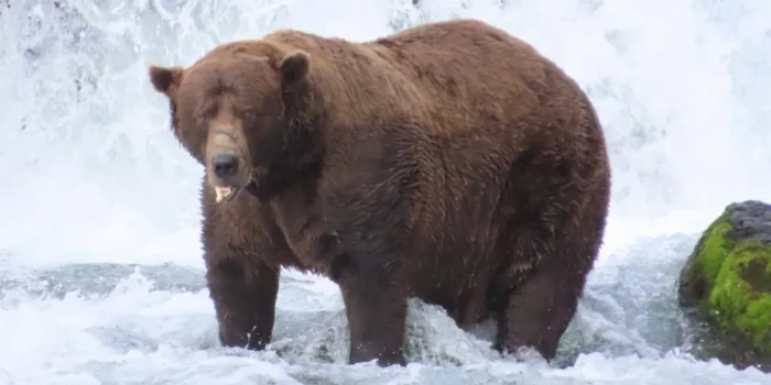 ՇԱՏ ԳԻԼԲԵՐԻ ՎԵՐԻՆԱՐՈՒՅԹ ՀԱՂԹԵԼ Է «Fat Bear Week»-Ը՝ ՎԱՏՎԱԾ Հ...