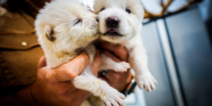 Գիտնականները վերակենդանացրել են 12,500 տարի առաջ անհետացած d...