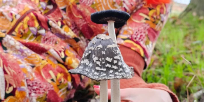 Ոստիկանները այցելել են կնոջ տուն սնկահավաքի մեղադրանքով