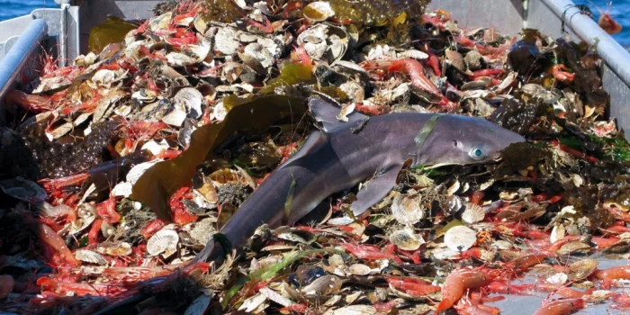 Ատենբորոն․ «Օվկիանոսի վնասը աննկարագրելի սարսափելի է»