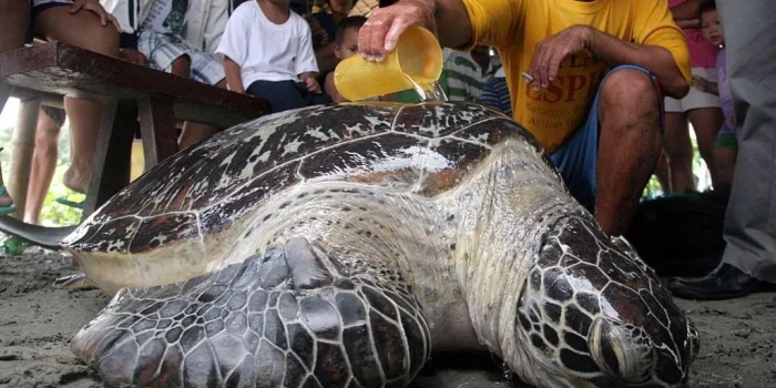 Կանաչ կրիան հաղթահարեց ոչնչացման եզրից․ մեծ ձեռքբերում բնապա...