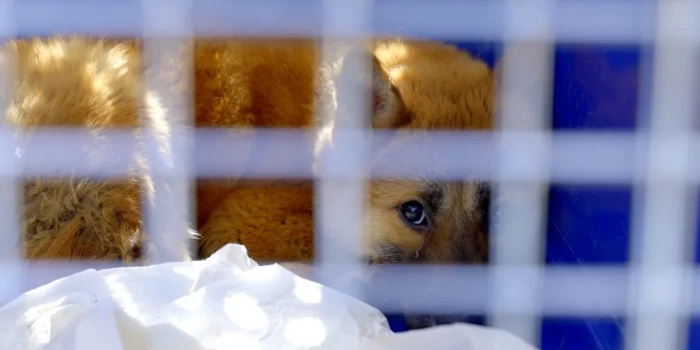 Հարավային Կորեան արգելել է շների միսը. բայց ի՞նչ է սպասվում...