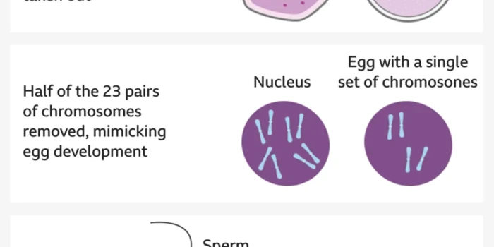 ԳԻՆԵՏԻԿԱԿԱՆ ՓՈՐՁ՝ ՄԱՐԴԿԱՆ ԿՈՐՔԻ ՍԵԼԵՆԻ ՆՅՈՒԿԼԵՈՆԻՑ ԵՐԲԵՆՅԱԿՆ...