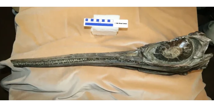 Դորսեթի ափին հայտնաբերված բուսալար ֆոսիլը՝ եզակի «սուրընագավ...