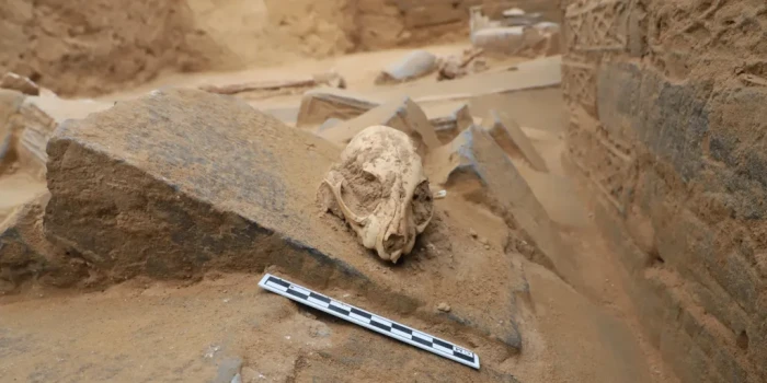 Կատուները մեզ ընտելացան շատ ավելի ուշ, քան կարծում էիր