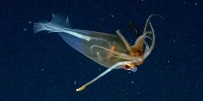 Առաջին անգամ՝ նկարահանվել է հսկայական կաղամար իր բնական միջա...