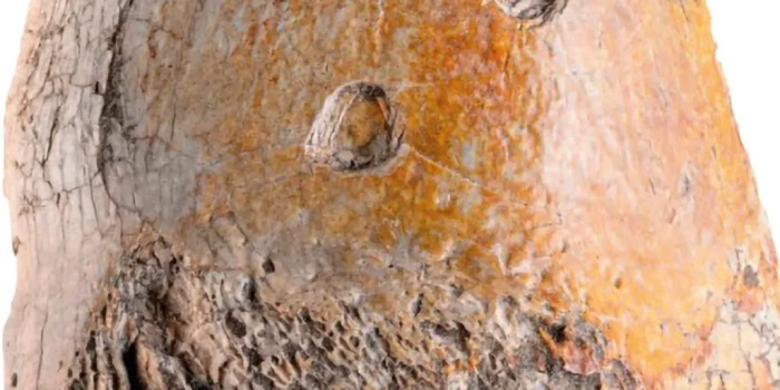 Մեսրոպյան «սարսափ թռչունը» կարող էր կործանվել հսկա կոկորդիլո...