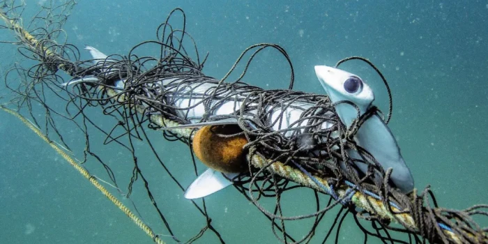 Անհայտ հարձակումը վերստին քննարկում է Շահի ցանցերի շուրջ վեճ...