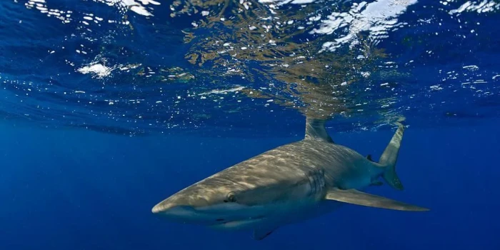 «Այդ կենդանին խնայեց կյանքս». Գալապագոսյան շնաողիից գլխից կծ...