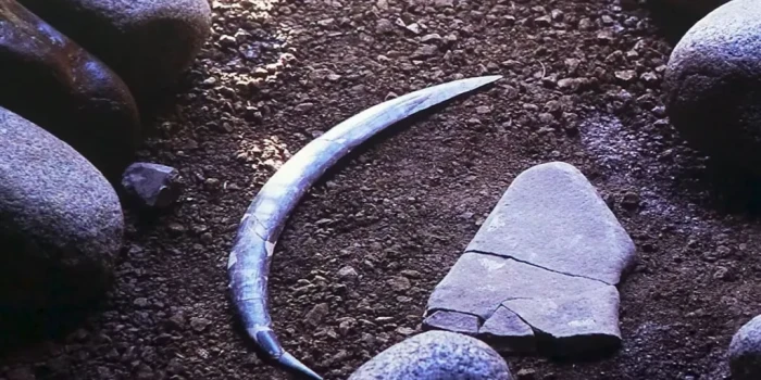 Աշխարհի ամենահին բումերանգը հետ չի վերադառնում, բայց հիացնու...